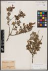 Foto von Salix aurita L.